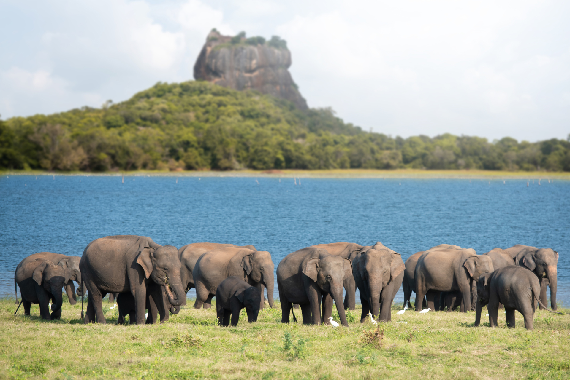 sigiriya minneriya elephants sri lanka