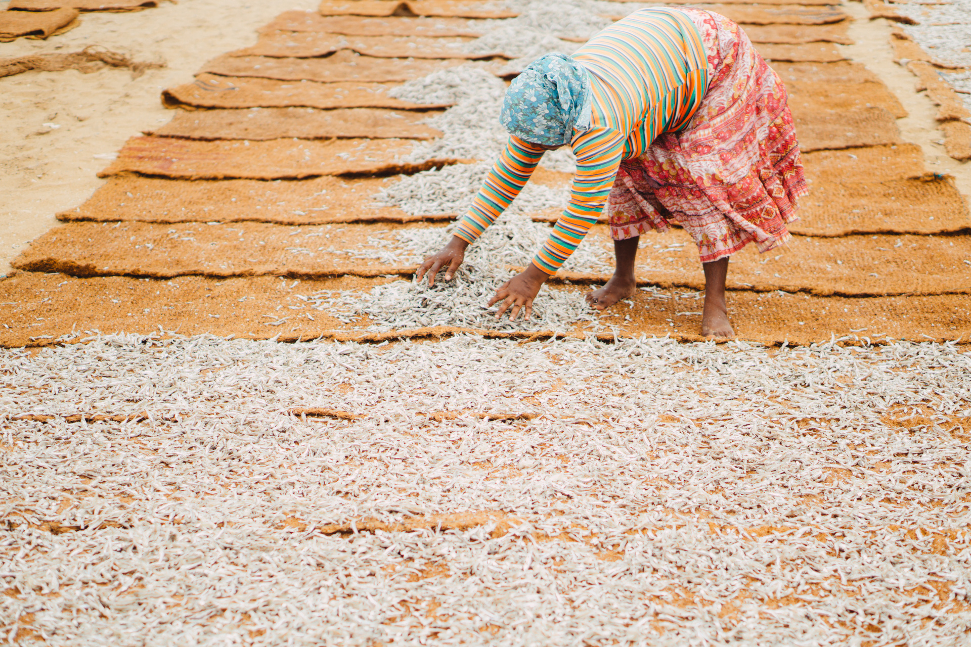poisson seche plage negombo