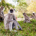 singe famille sri lanka