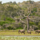 Parc National Yala