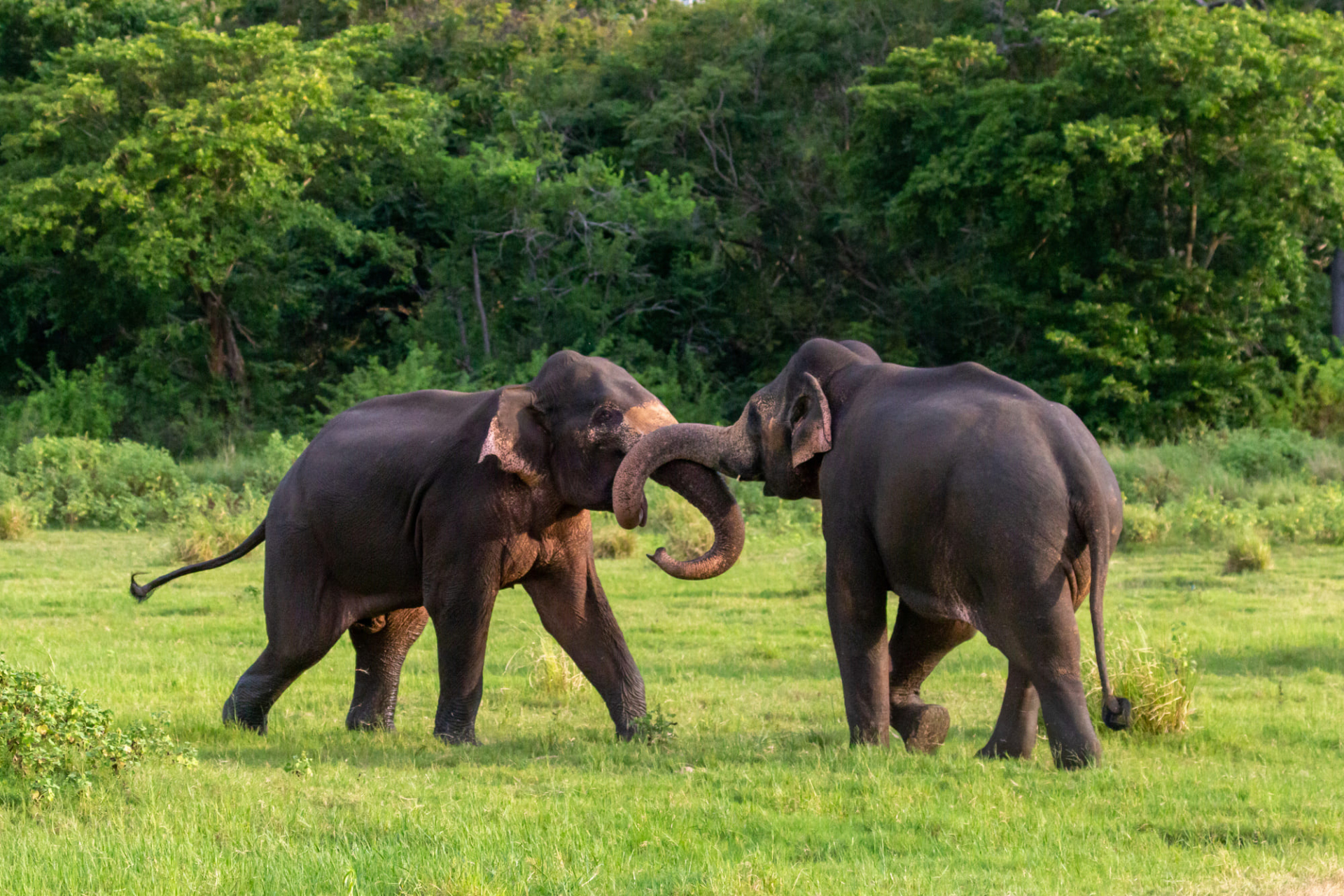 famille-elephant-sri-lanka